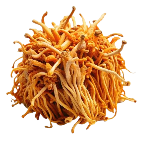 Hongo Cordyceps real