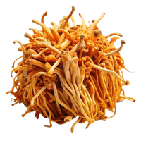 Cordyceps