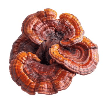 Hongo Reishi real